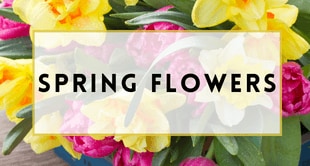 Spring Flowers